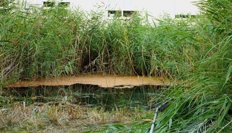 Der Teich im Garten der Seniorenresidenz Laurentius
