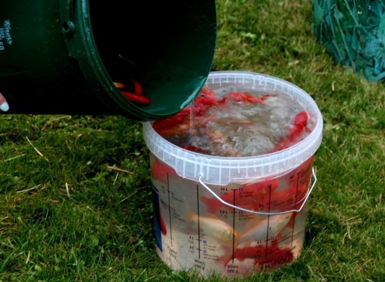 Jede Menge Goldfische und Rotaugen mussten zuerst eingefangen werden. Sie wurden in eine andere Teichanlage umgesetzt.